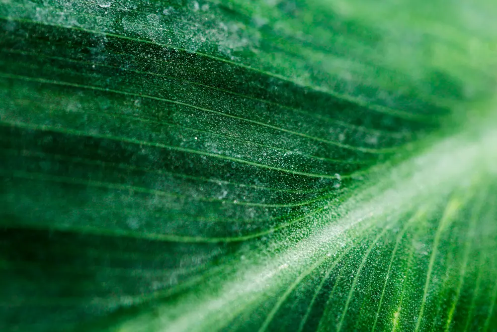 2024 Sustainability Results Report for Brucejack, British Columbia